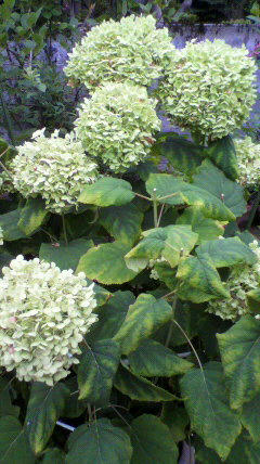 2011072909590000.jpg