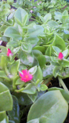 2011080106580000.jpg