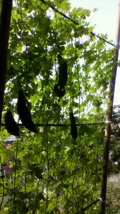 2011080209400000.jpg