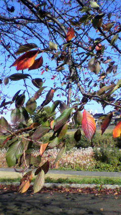2011111610560000.jpg