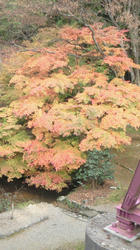 NEC_0293.jpg