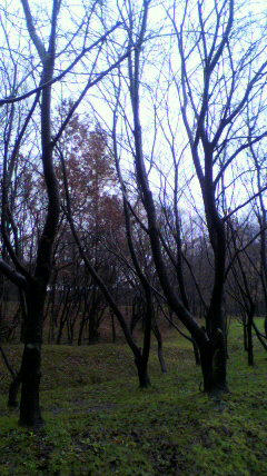 2011122209510001.jpg