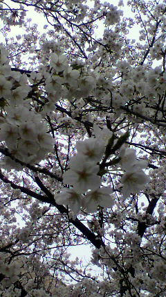 2012041312320000.jpg