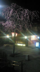 NEC_0415.jpg