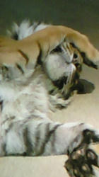 201204291121000.jpg