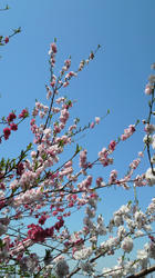 2012050512440000.jpg