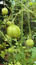 2012081109440000.jpg