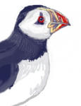 puffin1