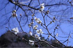 ume1.JPG