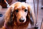 resize0035.jpg