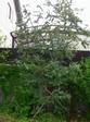 CIMG0574.JPG