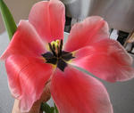 IMG_6539.jpg