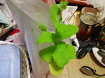 img279.jpg
