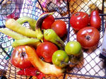 tomato.JPG