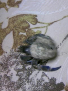kuromame070808.jpg
