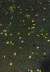 200810120013001.jpg