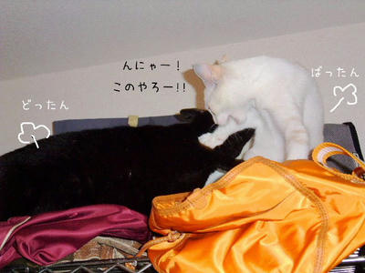 2008_1028eeee.JPG