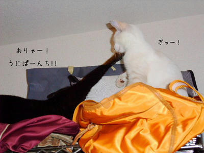 2008_1028ddd.JPG