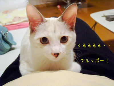 2008_1028ggg.JPG