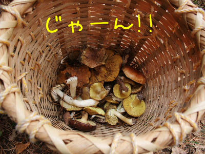 kinoko.JPG
