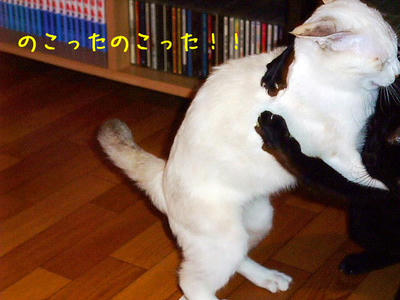 2008_11010004c.JPG