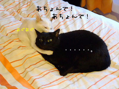 2008_10280091b.JPG