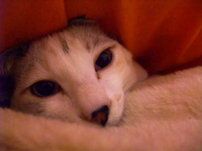 2008_11090011.JPG