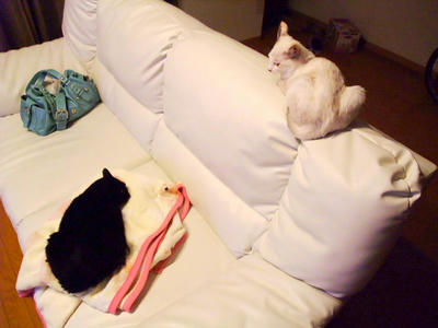 2008_11130063.JPG