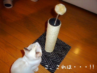 2008_11150067b.JPG