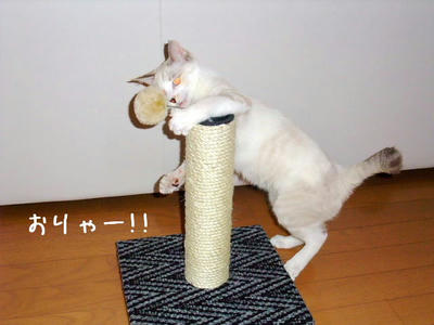 2008_11150083d.JPG