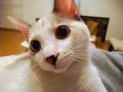 2008_11150093.JPG