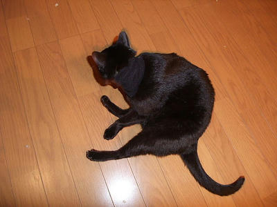 2008_11220031.JPG