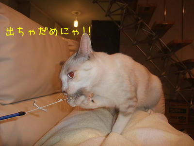 2008_12070070b.JPG