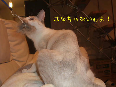 2008_12070086e.JPG