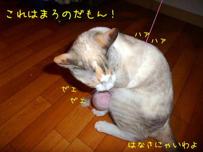 2009_03120078ii.JPG
