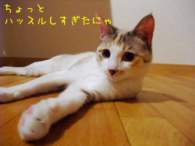 2009_03120088kk.JPG