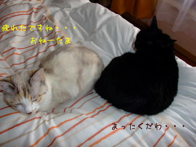 2009_03150028d.JPG