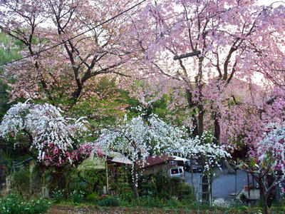2009_04160022c.JPG