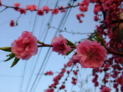 2009_04160024d.JPG