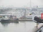 IMG_0061s.jpg