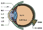 目の断面図