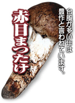 最新の激安 1】赤目まつたけ（三重県名張市）｜marukの旬素材ニュース その他