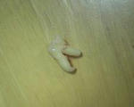 teeth.JPG