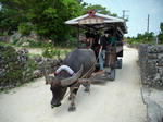 竹富島の水牛車観光