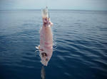 まるで、食べかすのような魚が釣れたケド…