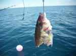 釣れた魚が、こんな姿に。。。