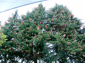 ribbonShower2009.jpg