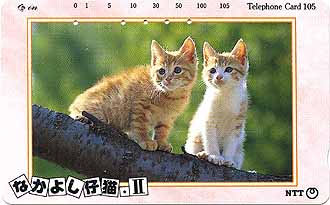 cat20100113.jpg