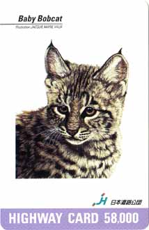 cat006.jpg