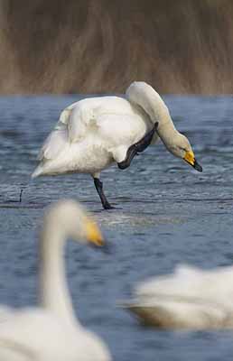 swan2010_04_2.jpg